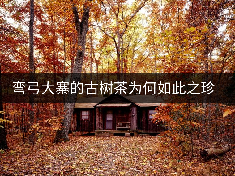 彎弓大寨的古樹茶為何如此之珍貴？