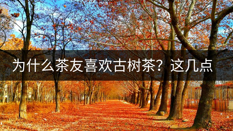 為什么茶友喜歡古樹茶？這幾點(diǎn)告訴你