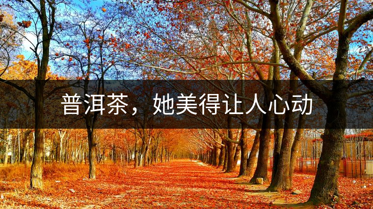 普洱茶，她美得讓人心動