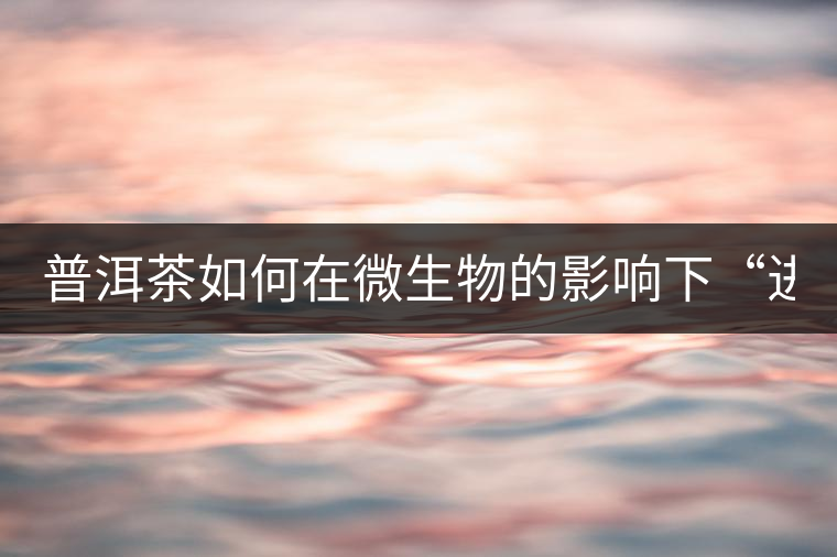 普洱茶如何在微生物的影響下“進化”