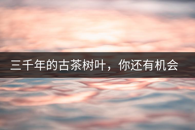 三千年的古茶樹葉，你還有機(jī)會喝到嗎？