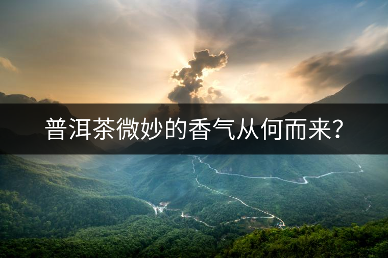 普洱茶微妙的香氣從何而來？