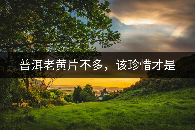普洱老黃片不多，該珍惜才是