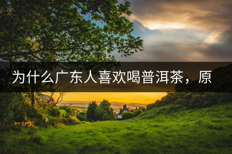 為什么廣東人喜歡喝普洱茶，原因你絕對想不到！