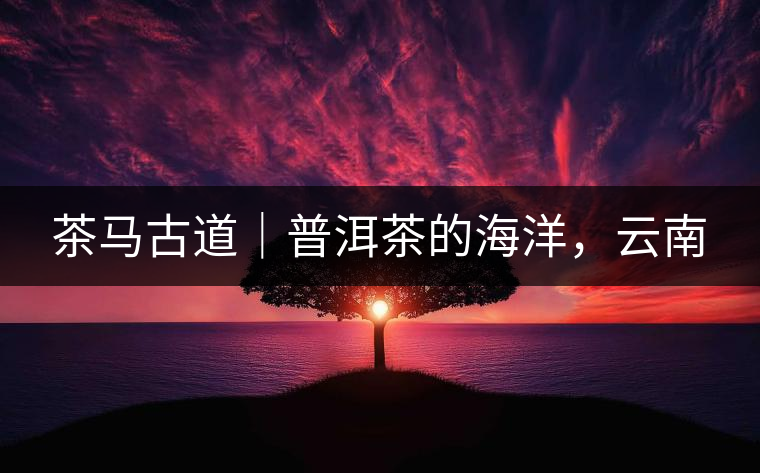 茶馬古道｜普洱茶的海洋，云南