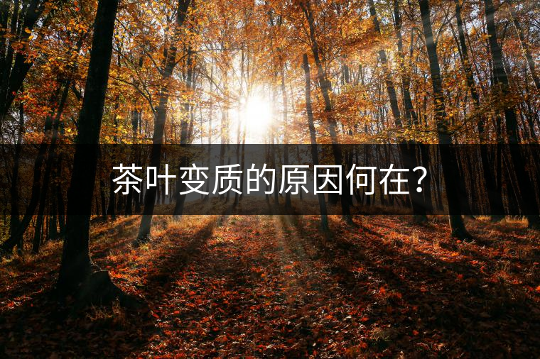 茶葉變質(zhì)的原因何在？