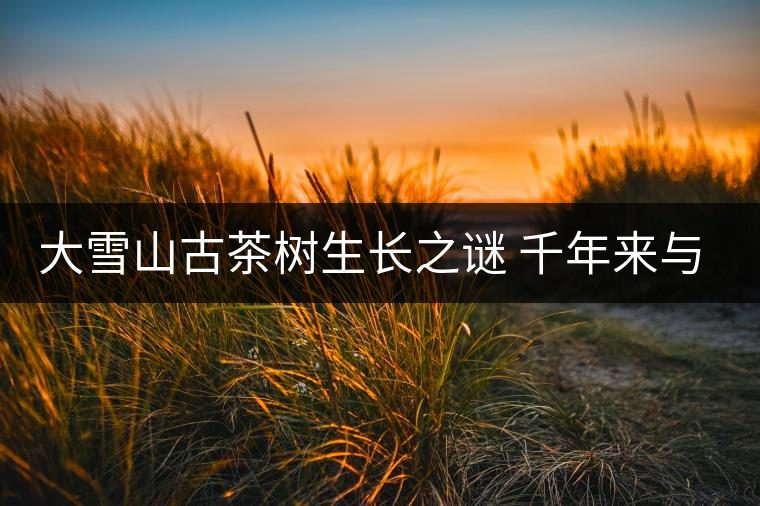 大雪山古茶樹生長(zhǎng)之謎 千年來與世隔絕 大雪山古茶樹生長(zhǎng)之謎 千年來與世隔絕