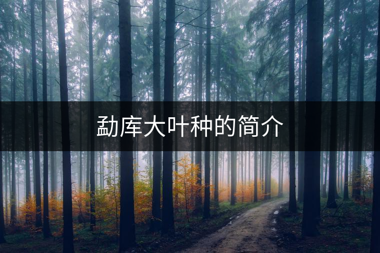 勐庫大葉種的簡介 勐庫大葉種的簡介
