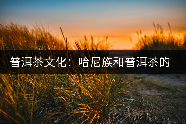 普洱茶文化：哈尼族和普洱茶的不解情緣