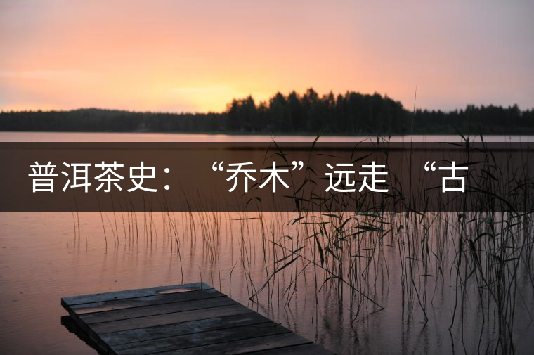 普洱茶史：“喬木”遠走  “古樹”時代的到來