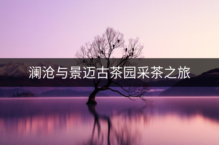 瀾滄與景邁古茶園采茶之旅