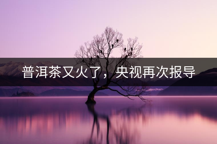 普洱茶又火了，央視再次報(bào)導(dǎo)