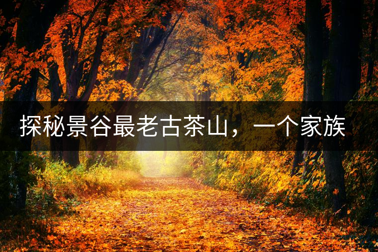 探秘景谷最老古茶山，一個家族的興茶往事