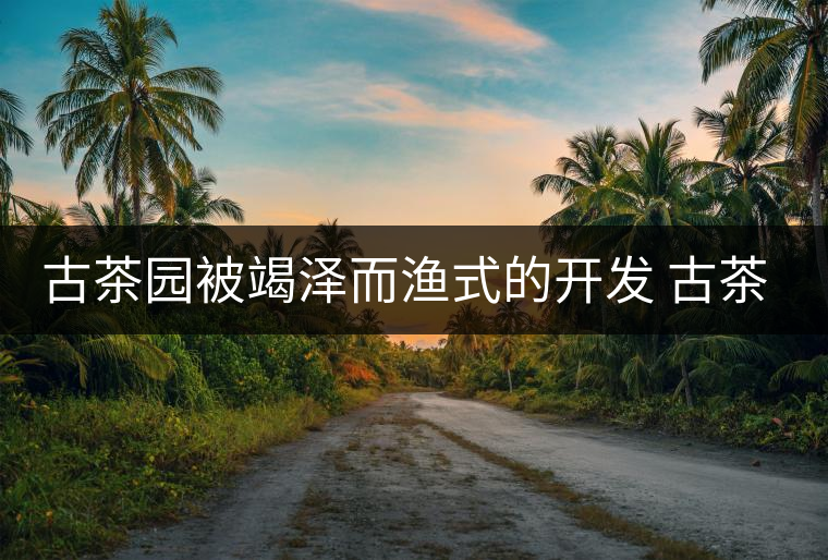 古茶園被竭澤而漁式的開發(fā) 古茶還能香多久？