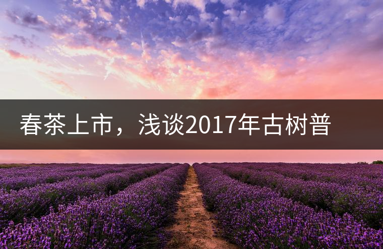 春茶上市，淺談2017年古樹普洱茶的市場增值潛力