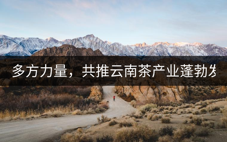 多方力量，共推云南茶產(chǎn)業(yè)蓬勃發(fā)展！