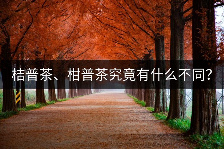 桔普茶、柑普茶究竟有什么不同？