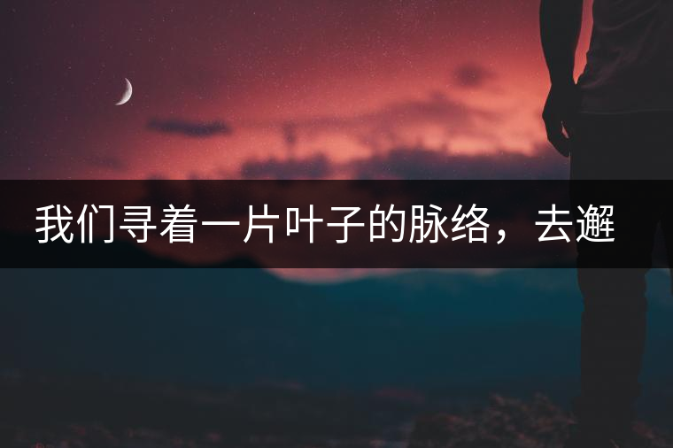 我們尋著一片葉子的脈絡(luò)，去邂逅一次茶