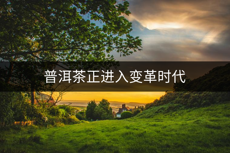 普洱茶正進入變革時代 普洱茶正進入變革時代