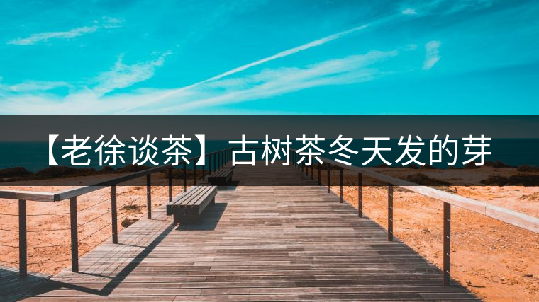 【老徐談茶】古樹茶冬天發(fā)的芽稱為冬茶？滋味如何呢？