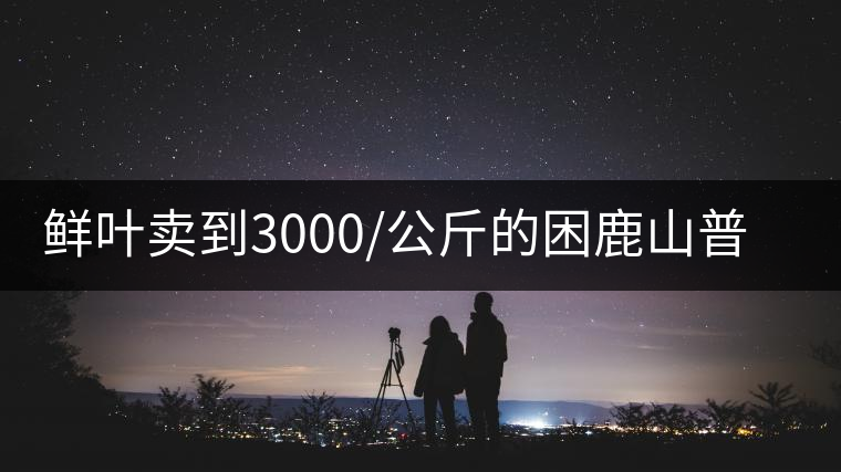 鮮葉賣(mài)到3000/公斤的困鹿山普洱茶，它的口感究竟如何？