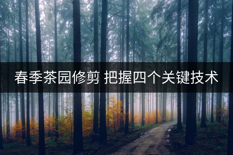 春季茶園修剪 把握四個關鍵技術