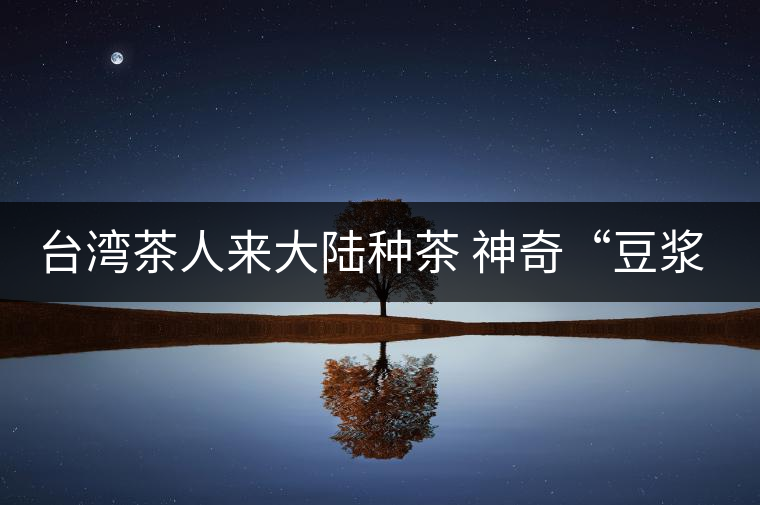 臺(tái)灣茶人來(lái)大陸種茶 神奇“豆?jié){”孕育高山茶香