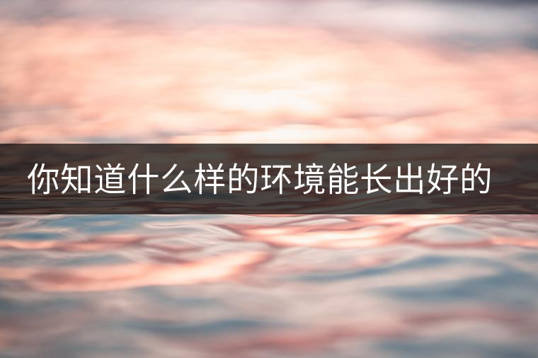 你知道什么樣的環(huán)境能長出好的古樹普洱茶嗎？