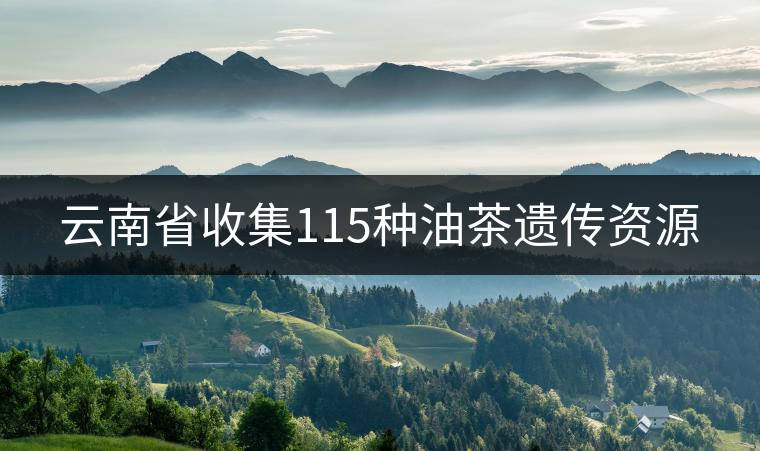 云南省收集115種油茶遺傳資源