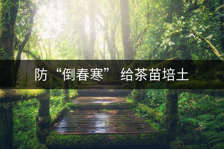 防“倒春寒” 給茶苗培土