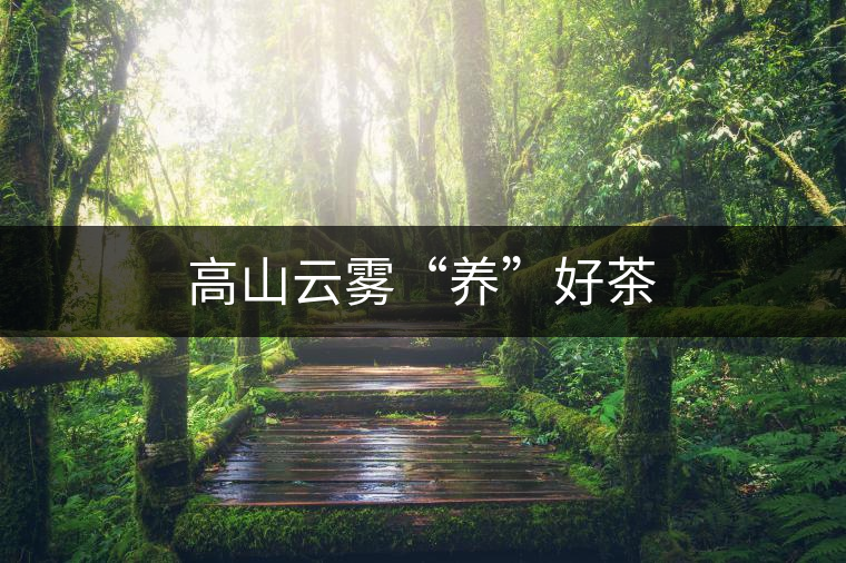 高山云霧“養(yǎng)”好茶