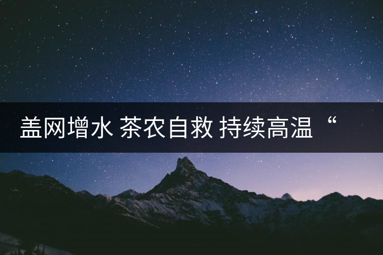 蓋網(wǎng)增水 茶農(nóng)自救 持續(xù)高溫“烤傷”龍井茶