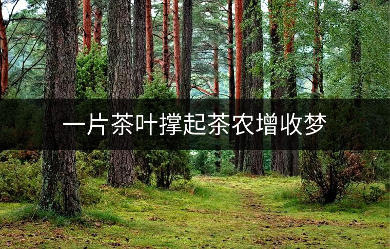 一片茶葉撐起茶農(nóng)增收夢(mèng) 一片茶葉撐起茶農(nóng)增收夢(mèng)