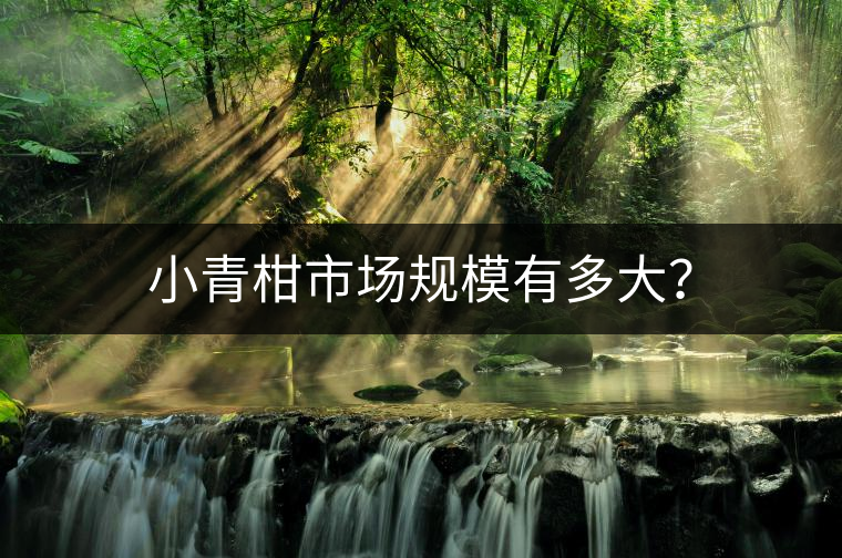 小青柑市場(chǎng)規(guī)模有多大？