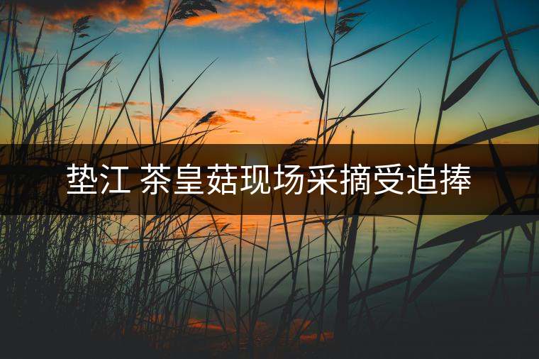墊江 茶皇菇現(xiàn)場采摘受追捧