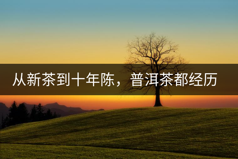從新茶到十年陳，普洱茶都經(jīng)歷了什么？