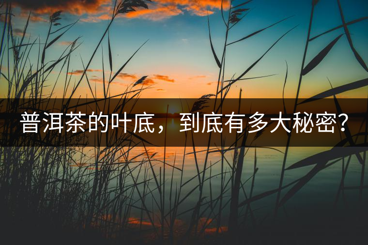 普洱茶的葉底，到底有多大秘密？