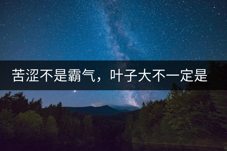 苦澀不是霸氣，葉子大不一定是古樹，古樹茶該怎么辨別？