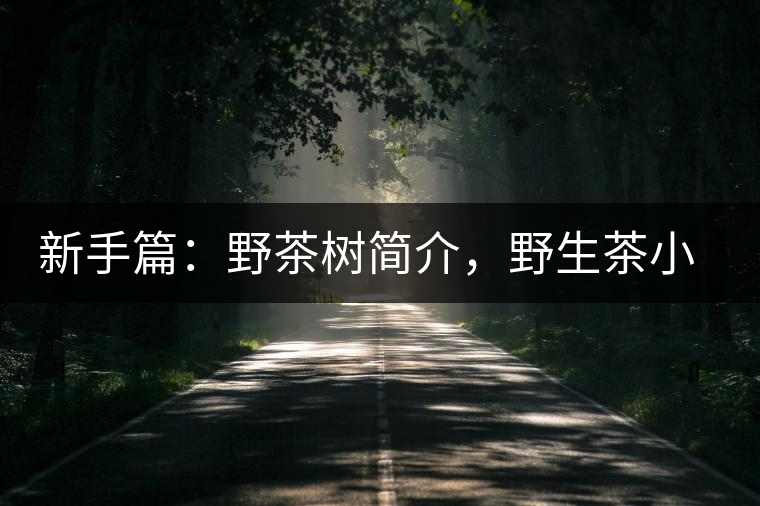 新手篇：野茶樹簡介，野生茶小知識