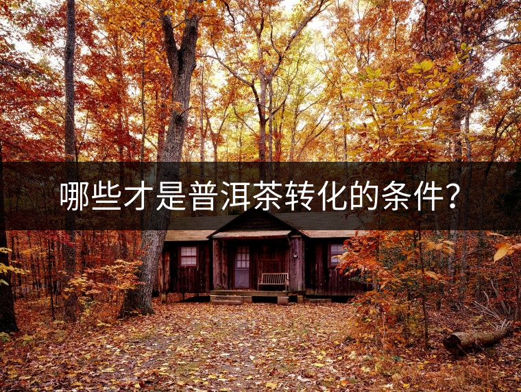 哪些才是普洱茶轉(zhuǎn)化的條件？