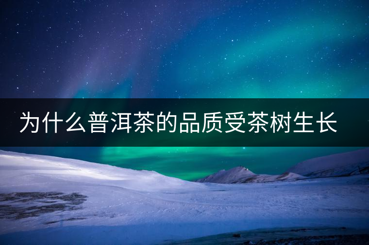 為什么普洱茶的品質(zhì)受茶樹生長環(huán)境的影響？