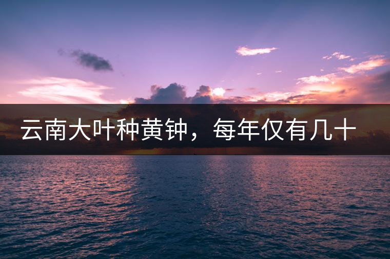 云南大葉種黃鐘，每年僅有幾十公斤的產(chǎn)量，堪稱茶界的“大熊貓”