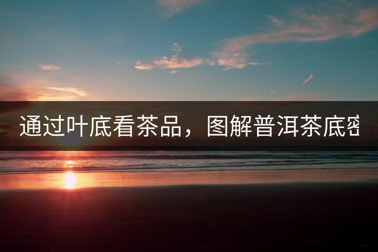 通過葉底看茶品，圖解普洱茶底密碼！
