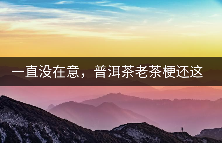 一直沒在意，普洱茶老茶梗還這么好