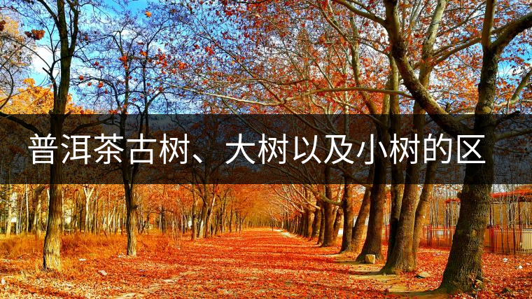 普洱茶古樹、大樹以及小樹的區(qū)分概述