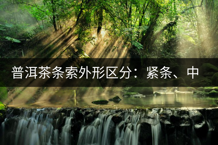 普洱茶條索外形區(qū)分：緊條、中拋條、拋條