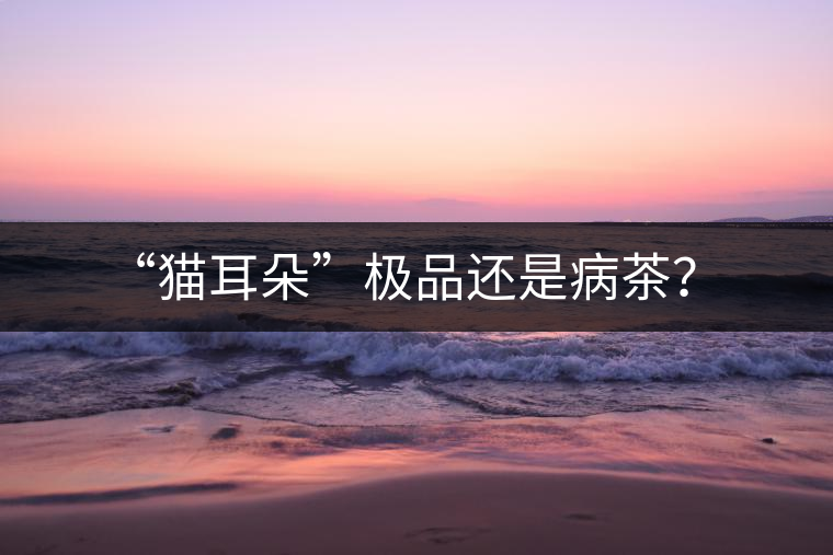 “貓耳朵”極品還是病茶？