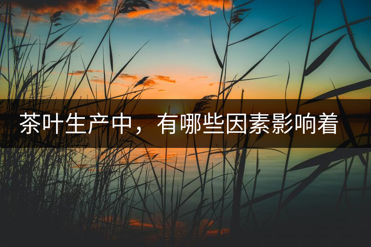 茶葉生產(chǎn)中，有哪些因素影響著揉捻質(zhì)量呢？