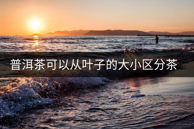普洱茶可以從葉子的大小區(qū)分茶樹樹齡嗎? 普洱茶可以從葉子的大小區(qū)分茶樹樹齡嗎?