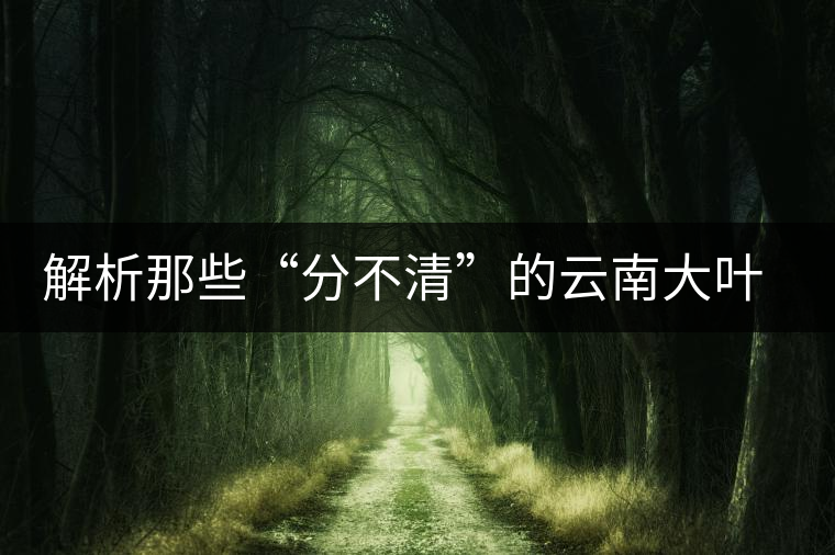 解析那些“分不清”的云南大葉茶樹品種
